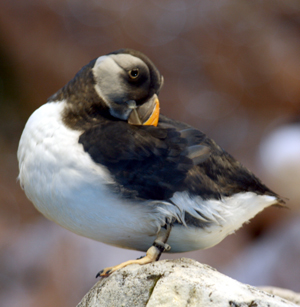 sw penguin spotlight2